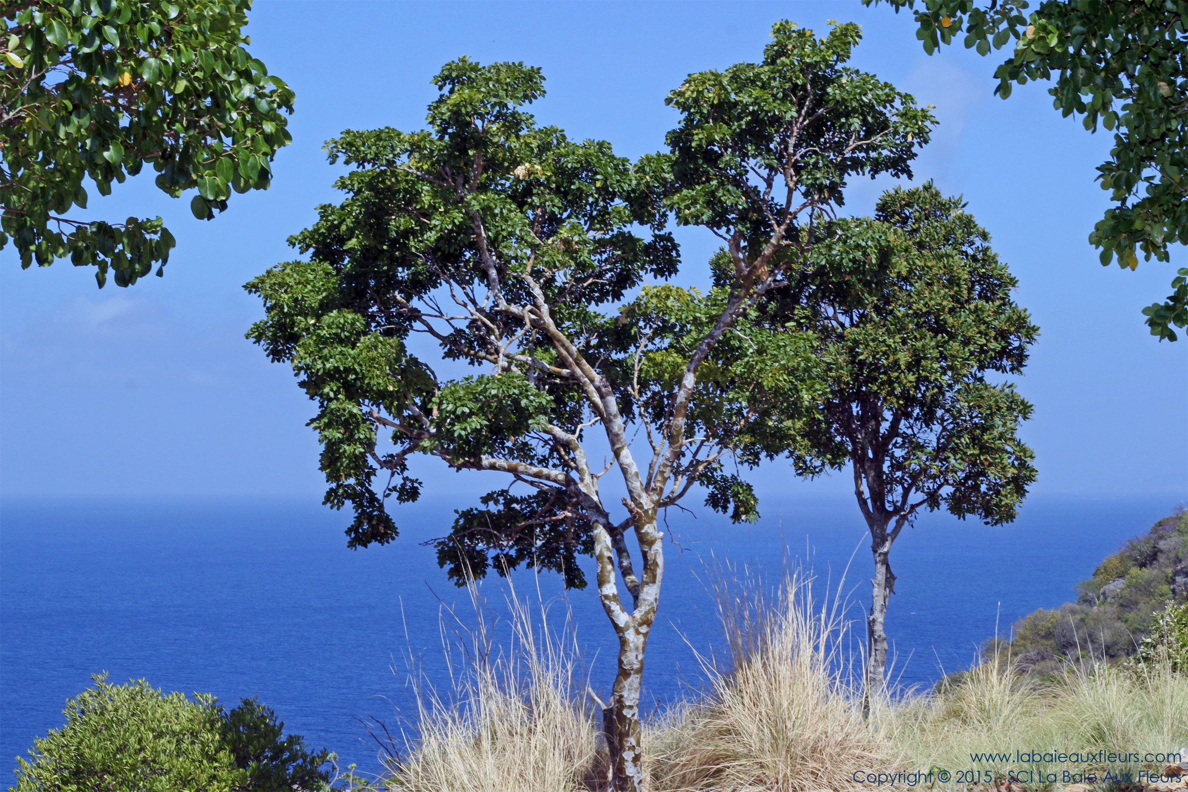 La Baie Aux Fleurs - St Barth, Bukten Blommor - St Barth, The Bay of  Flowers - St Barts, Залив цветов - Сен-Барт